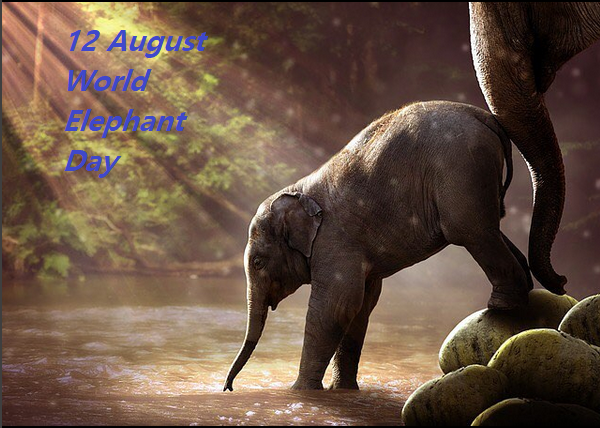 World Elephant Day 2 12 Aug